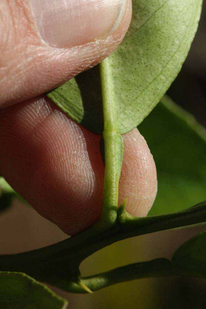              Petiole (Riverside, CA)       